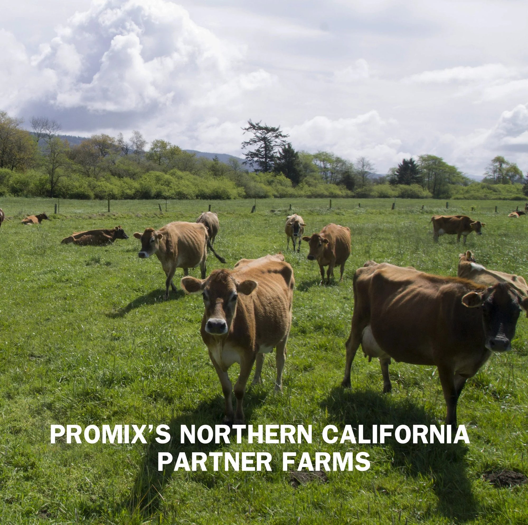 Vanilla Whey Protein Powder