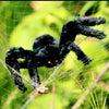 Super big plush spider made of wire and plush black and multicolour style for party